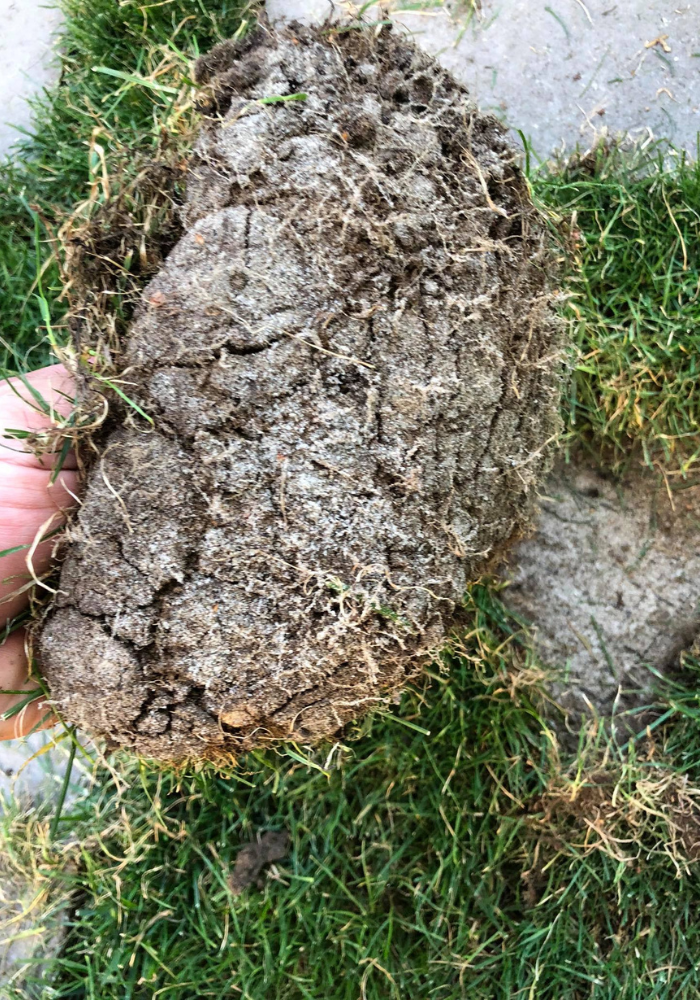 Gyepszőnyeg gyökérzet huminsav kezelés előtt